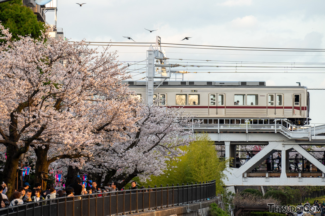 桜のシーズンの浅草駅付近