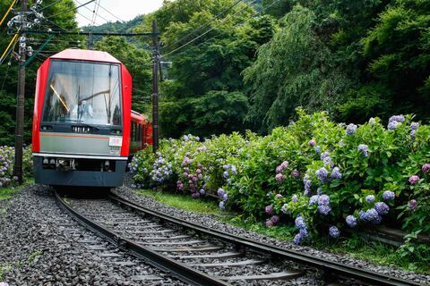 線路際を彩る「梅雨の華」たち　首都圏で楽しめる「あじさい鉄道スポット」