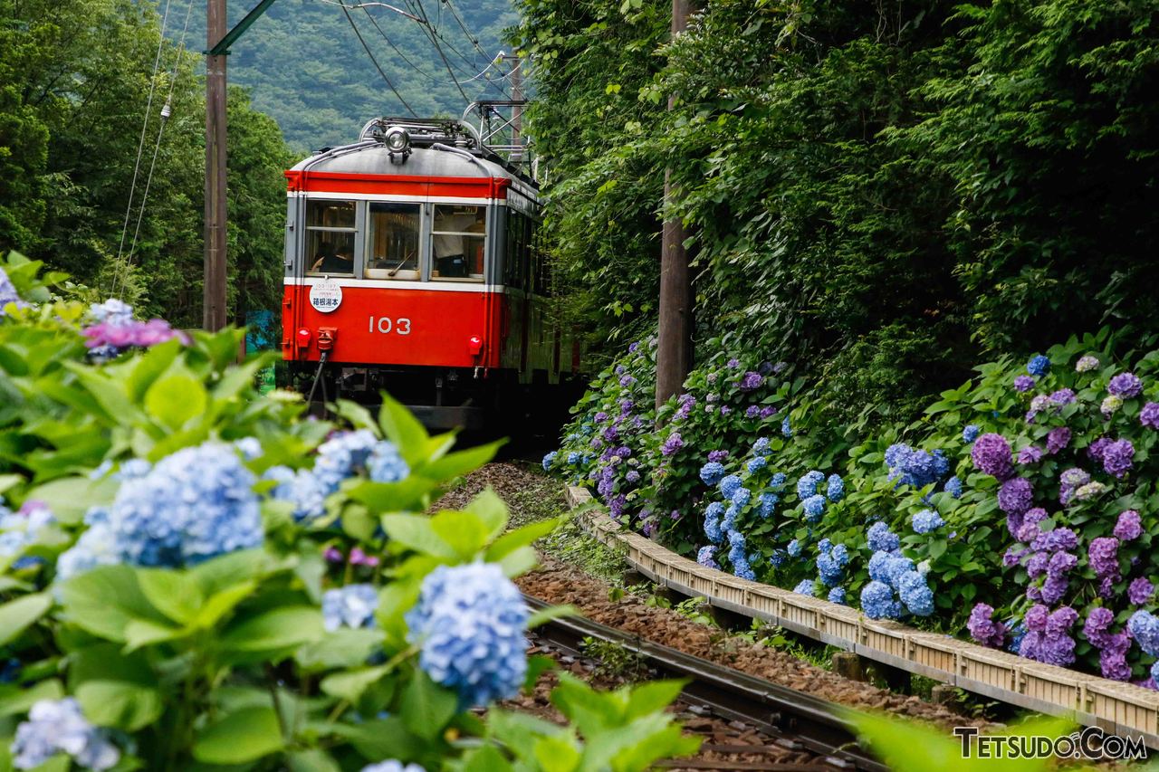 箱根登山鉄道の線路脇を彩るアジサイ