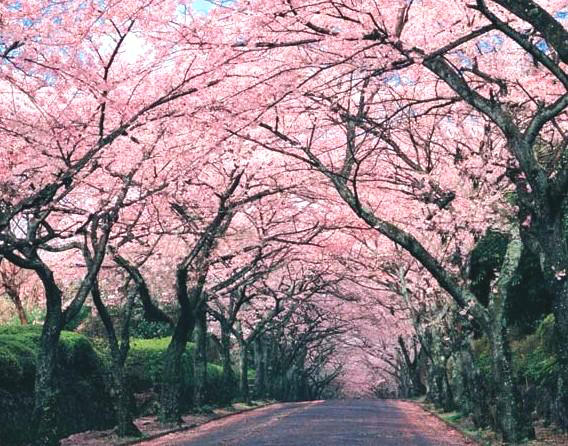 3,000メートルの桜のトンネル