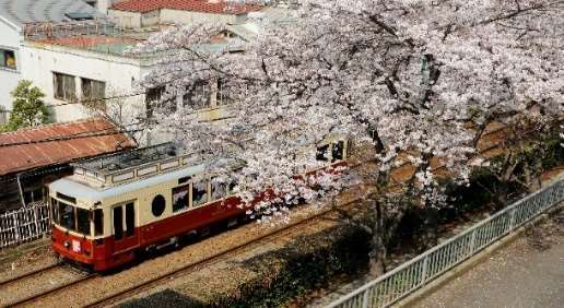 【本日発送】大阪さくら 第14号L 金襴生地販売 桜柄生地 和柄生地の通販なら都香庵