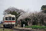 関東鉄道　竜ケ崎線　キハ532　梅