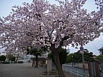 桜419-1