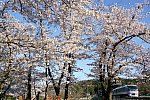 西武池袋線　10000系　高麗　桜