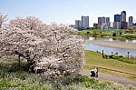 多摩川の一本桜