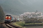 1803+856 1853柏民家桜060408