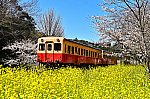 菜の花と桜と小湊鉄道