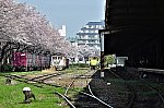 20100417 十条製紙桜