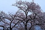 200328 南区桜 (2)mm222
