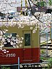 阪神7990と桜