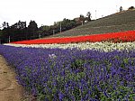 中富良野　町営ラベンダー園