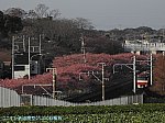 DSCNmiura-sakura (1)