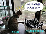 カササギVSカラス