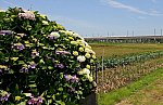 紫陽花と九州新幹線