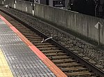 【ホームでスケボー】線路に落下、急ブレーキで緊急停車　列車遅延 中央線高円寺駅で