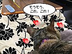 kotatsu2021-2.jpg