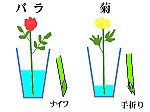 切り花のコツ