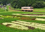 田んぼアート下から (2)