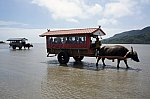 西表島と由布島を往来する水牛車