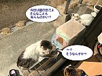 猫の日猫漫画