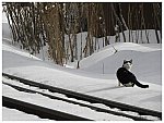 雪の鉄路とニャンコ