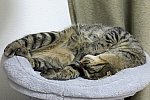 キャットタワーでぐっすり眠る猫