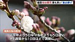 2022-03-17 桜開花-1