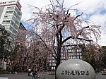 上野公園の桜（時雨桜）