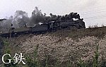 197404佐志生桜雨D51