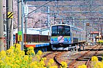 菜の花と桜が咲く田野倉駅