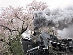 IMG_4945 ばんえつ物語　桜
