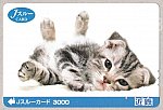 /siropiro-ver3.com/wp-content/uploads/2022/05/jtc子猫1.jpg