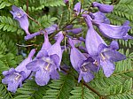 Jacaranda_220617.jpg