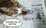 猫漫画　村上56号