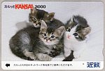/siropiro-ver3.com/wp-content/uploads/2022/11/SKC3匹の子猫1.jpg