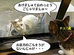 猫漫画