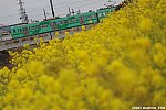 坂川堤に咲く菜の花と、坂川橋りょうを通過していく「若葉」