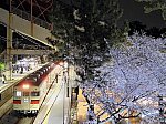 須磨浦公園の夜桜