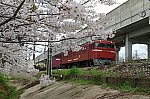 桜と貨物列車