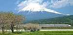 桜＆富士山＆新幹線100