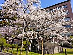 04_13_10石割桜