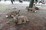 DSC00919_奈良公園_R