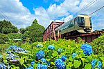 紫陽花が咲く初夏の鬼怒川線