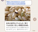 /stat.ameba.jp/user_images/20240821/08/pumipon-e233saudade/1d/09/p/o1080090515477231566.png