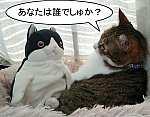 もちねこ