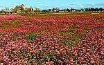 赤そばの花