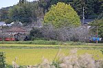 上総鶴舞駅とい銀杏、里山トロッコ