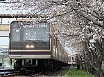 桜と22系。普段は絶対に撮影できない風景です。