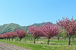 900-F381-150426C2.jpg