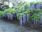 IMG_5277